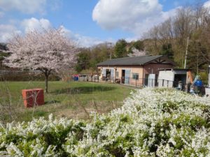 桜が満開です。