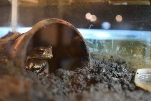 アズマヒキガエルの展示を再開しました