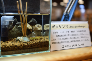 ギンヤンマのヤゴ展示