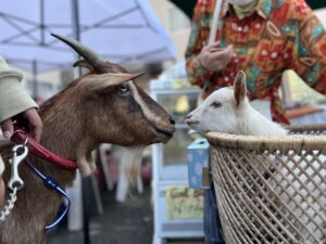 まちの上の朝市 uenoharaVol.16（11/18）
