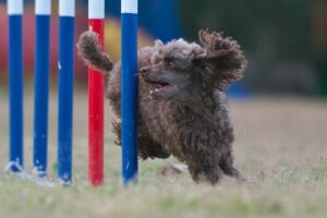 新たな自然との出会いの場　Encounters with Nature　（7/8）