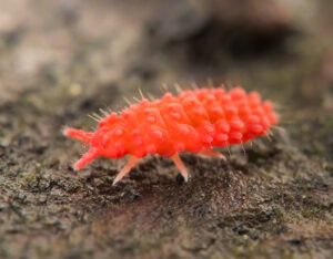 【科大祭特別企画】生物写真家ぺんどらさんと自然観察しよう！土壌生物観察会＆トークイベント（10/20）