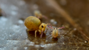 noteを更新しました　【#26 3月が見ごろ！ビオトープ池の小さな踊り子たち】