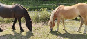 新たな自然との出会いの場　Encounters with Nature　（7/28）