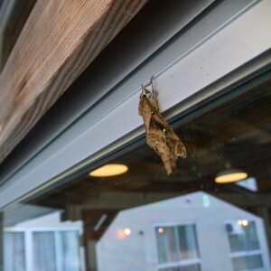 noteを更新しました 【#27　ブリコラに来た蛾を大紹介！】